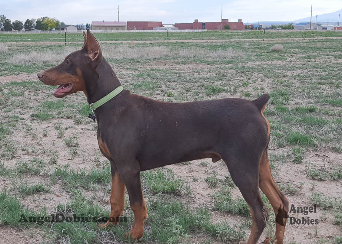 Our lovely doberman dogs being awesome with our family and other pets