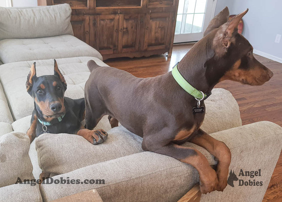 Our lovely doberman dogs being awesome with our family and other pets