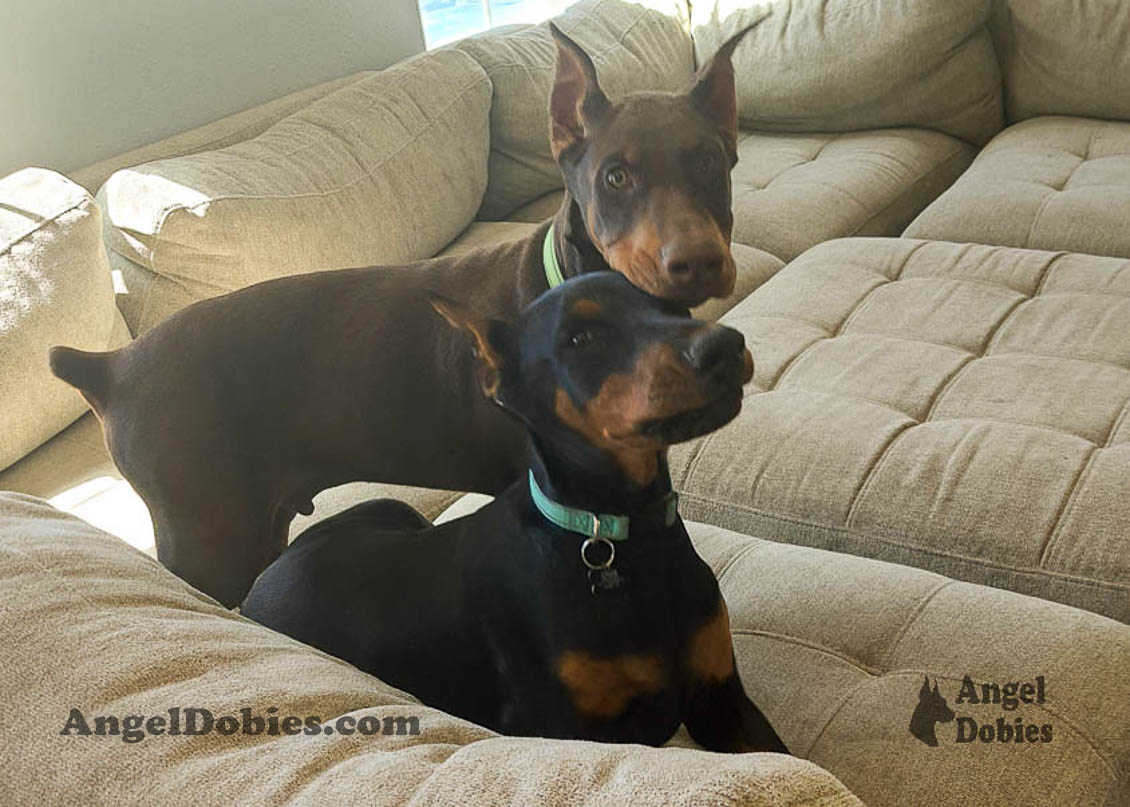 Our lovely doberman dogs being awesome with our family and other pets