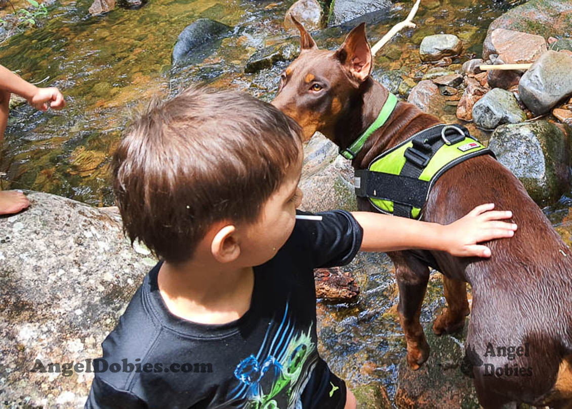 Our lovely doberman dogs being awesome with our family and other pets