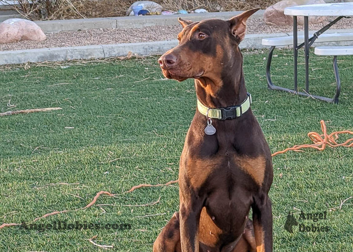 Our lovely doberman dogs being awesome with our family and other pets