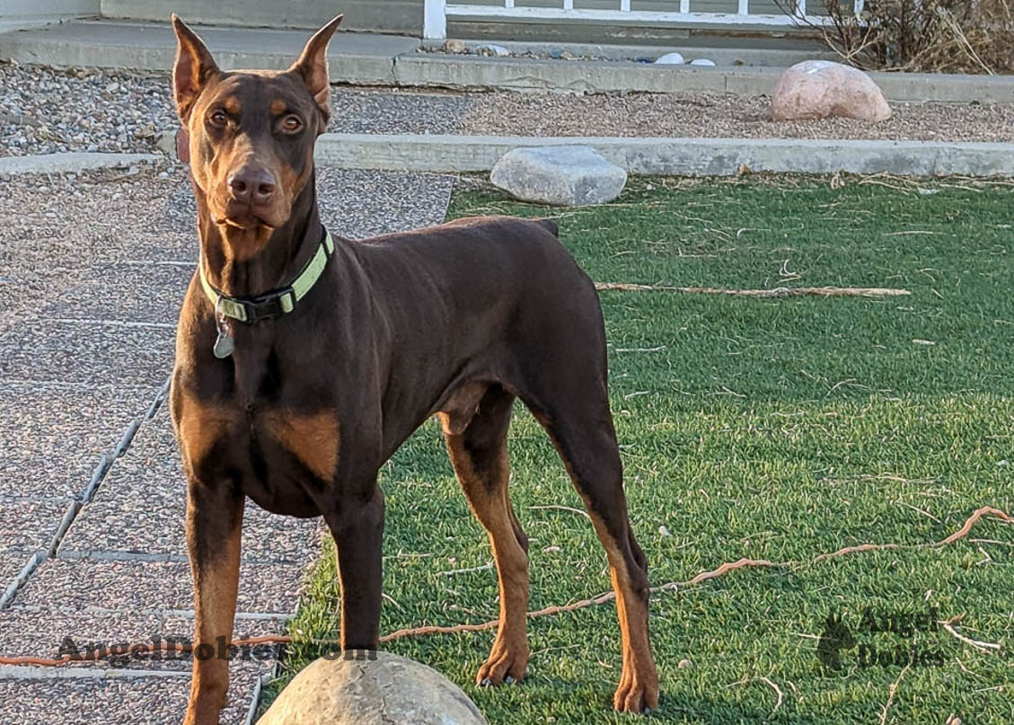 Our lovely doberman dogs being awesome with our family and other pets