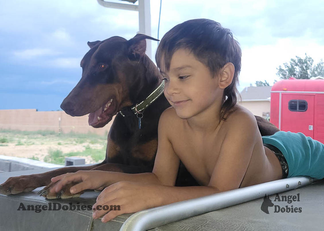 Our lovely doberman dogs being awesome with our family and other pets