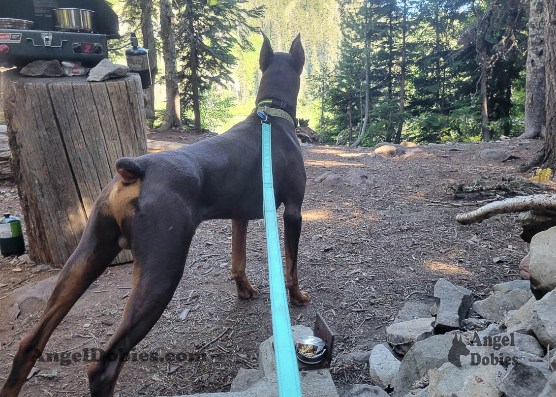 Our lovely doberman dogs being awesome with our family and other pets