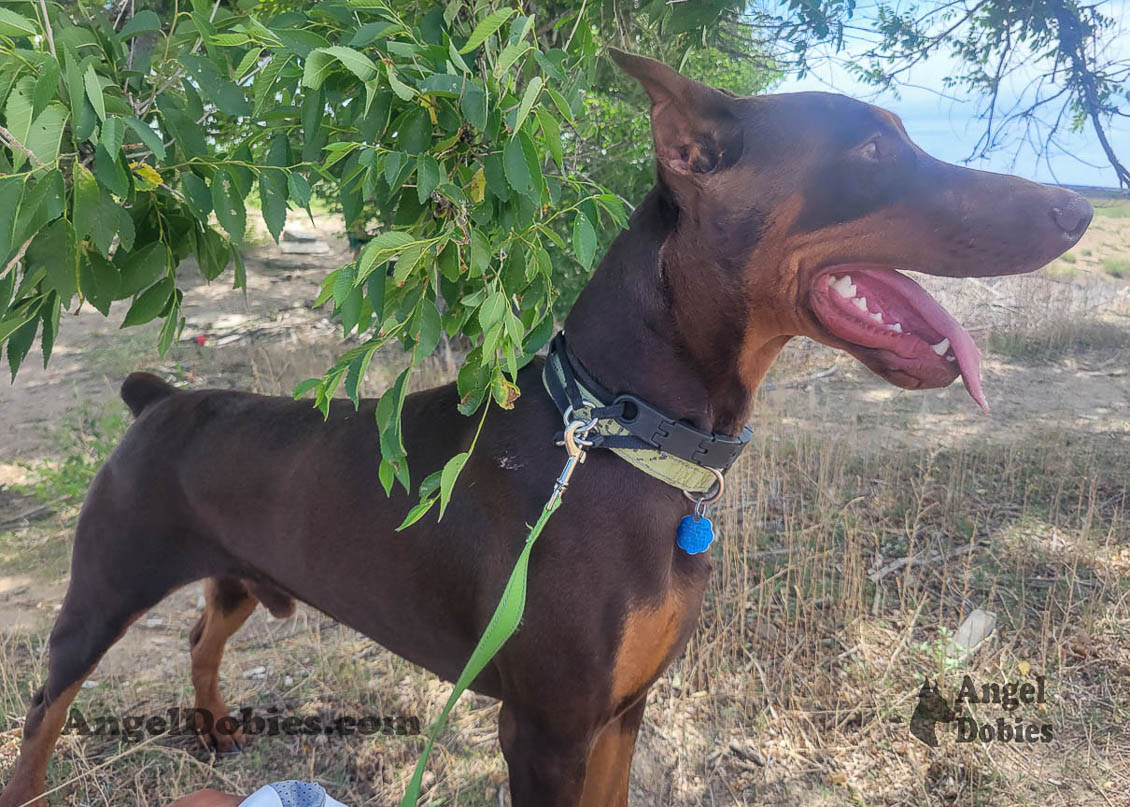 Our lovely doberman dogs being awesome with our family and other pets