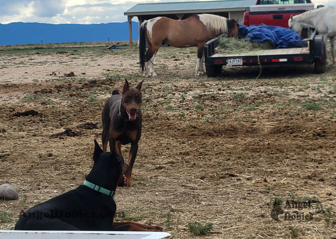 Our lovely doberman dogs being awesome with our family and other pets