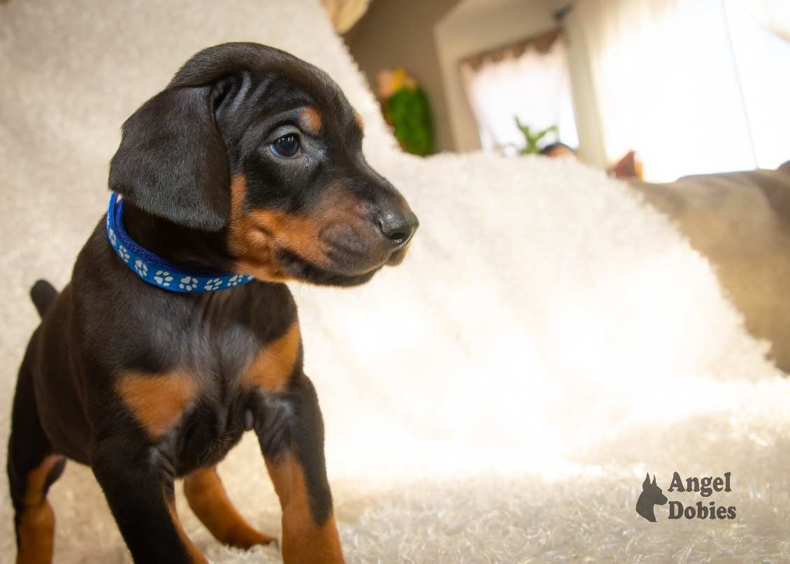 doberman puppy for sale copper and blue collar