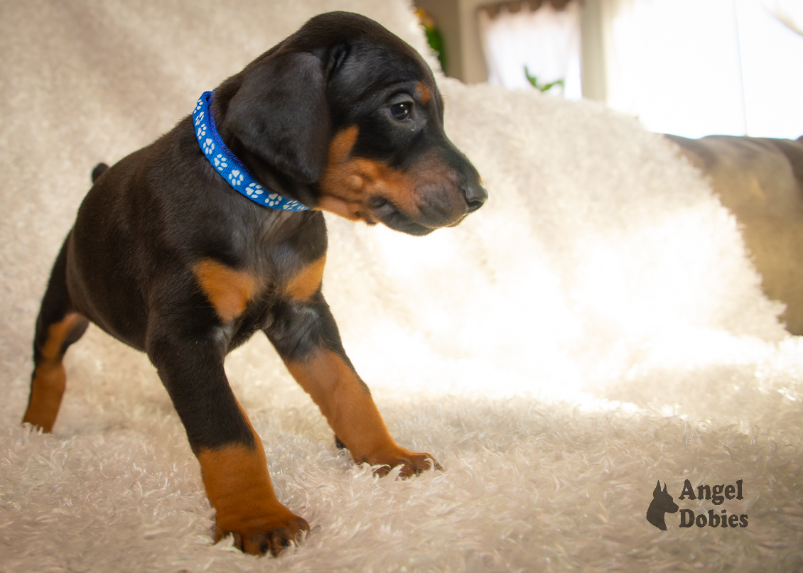 doberman puppy for sale copper and blue collar