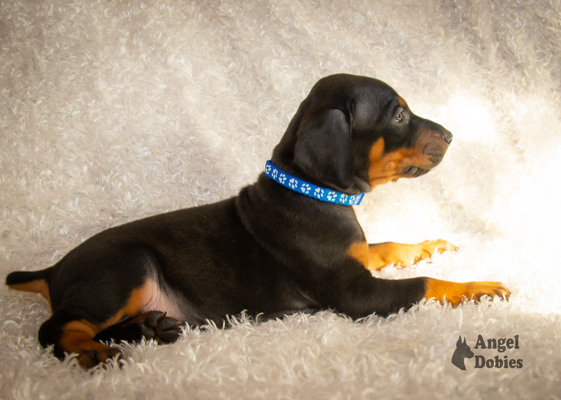 doberman puppy for sale copper and blue collar