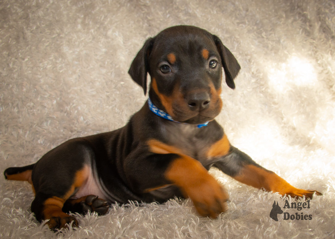 doberman puppy for sale copper and blue collar