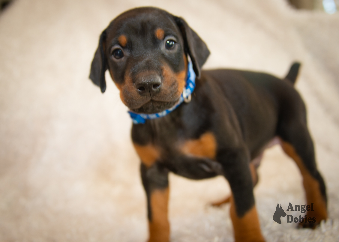 doberman puppy for sale copper and blue collar