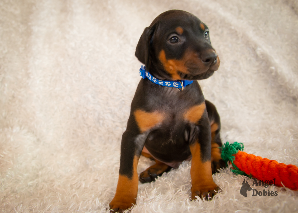 doberman puppy for sale copper and blue collar