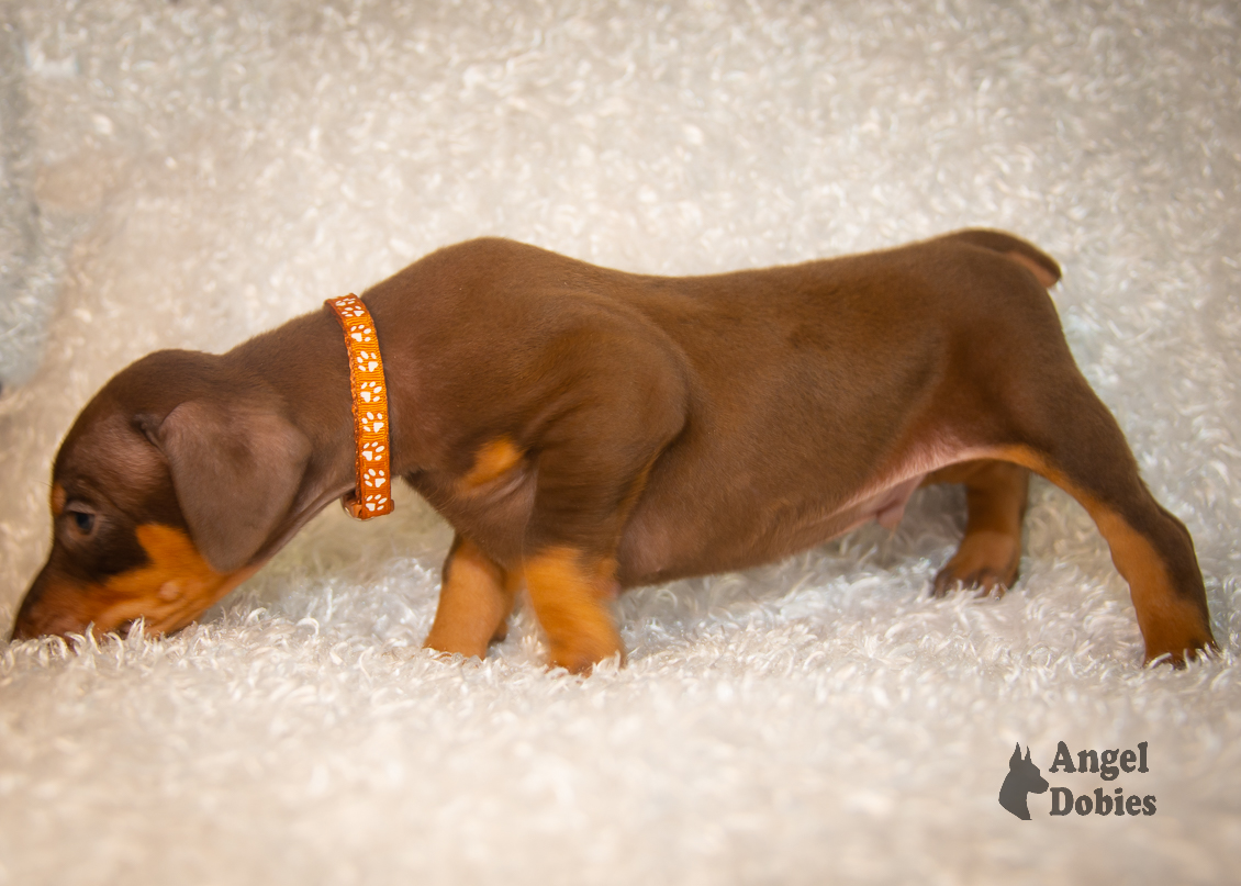 doberman puppy for sale copper collar