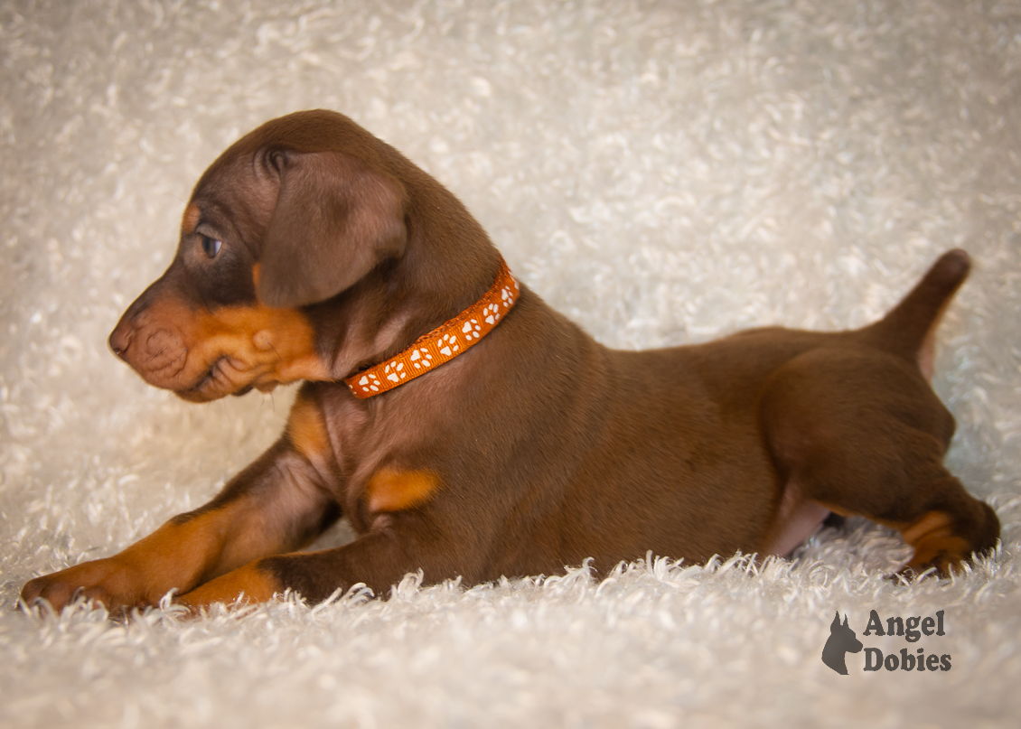 doberman puppy for sale copper collar