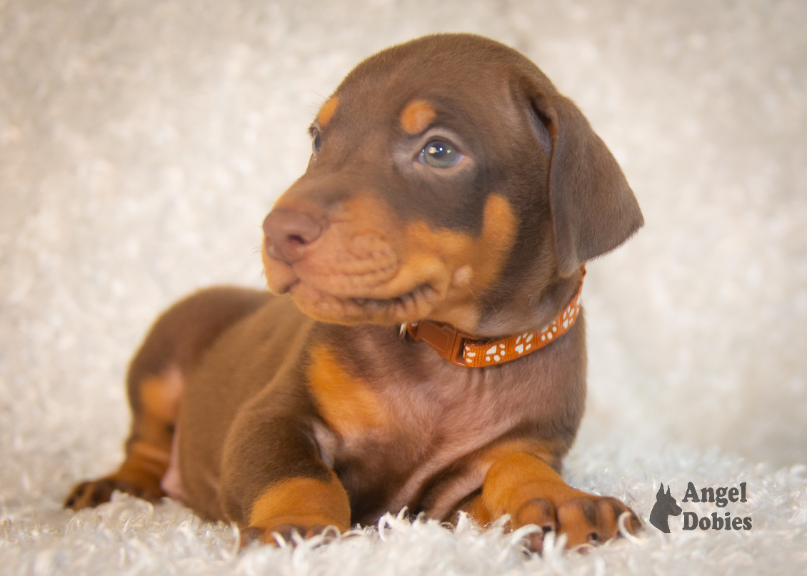 doberman puppy for sale copper collar