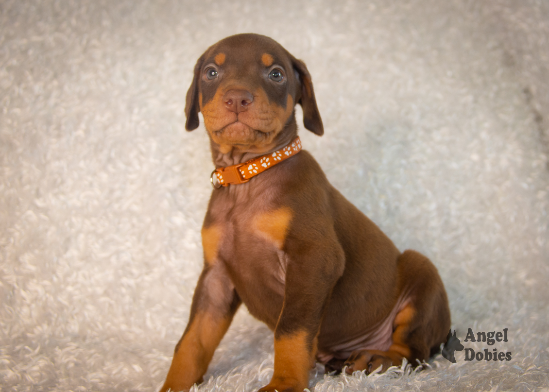 doberman puppy for sale copper collar