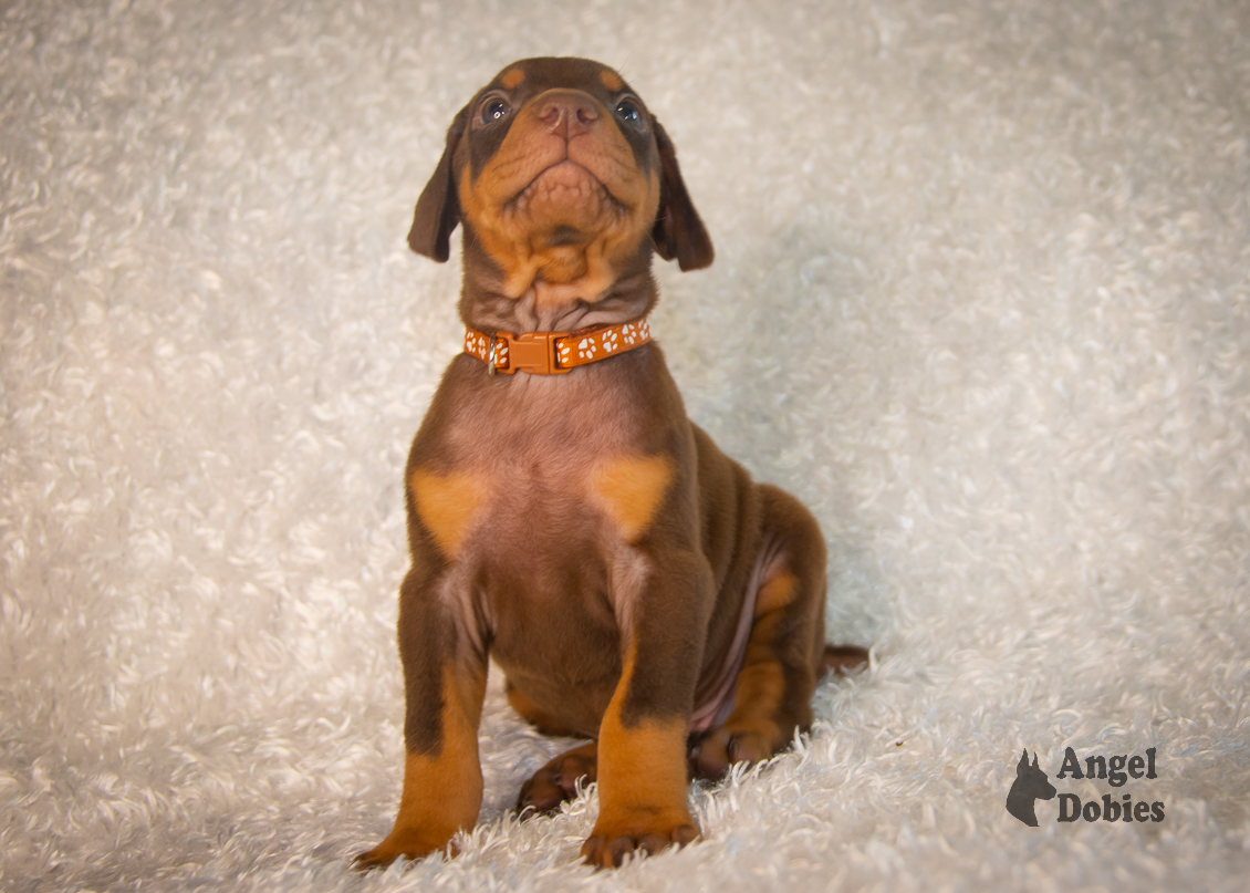 doberman puppy for sale copper collar