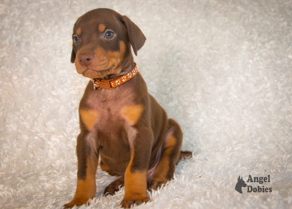 doberman puppy for sale copper collar