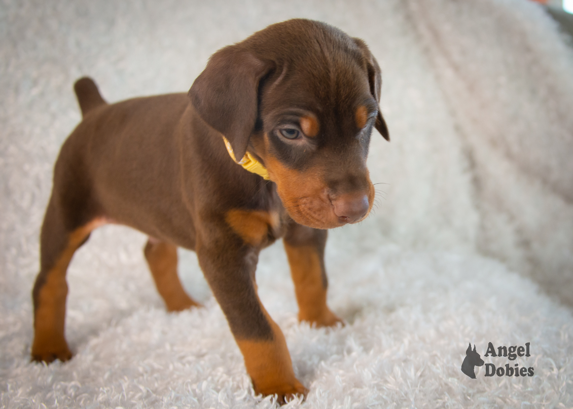 doberman puppy for sale gold collar