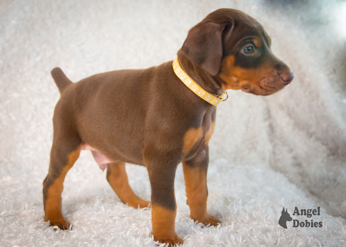 doberman puppy for sale gold collar