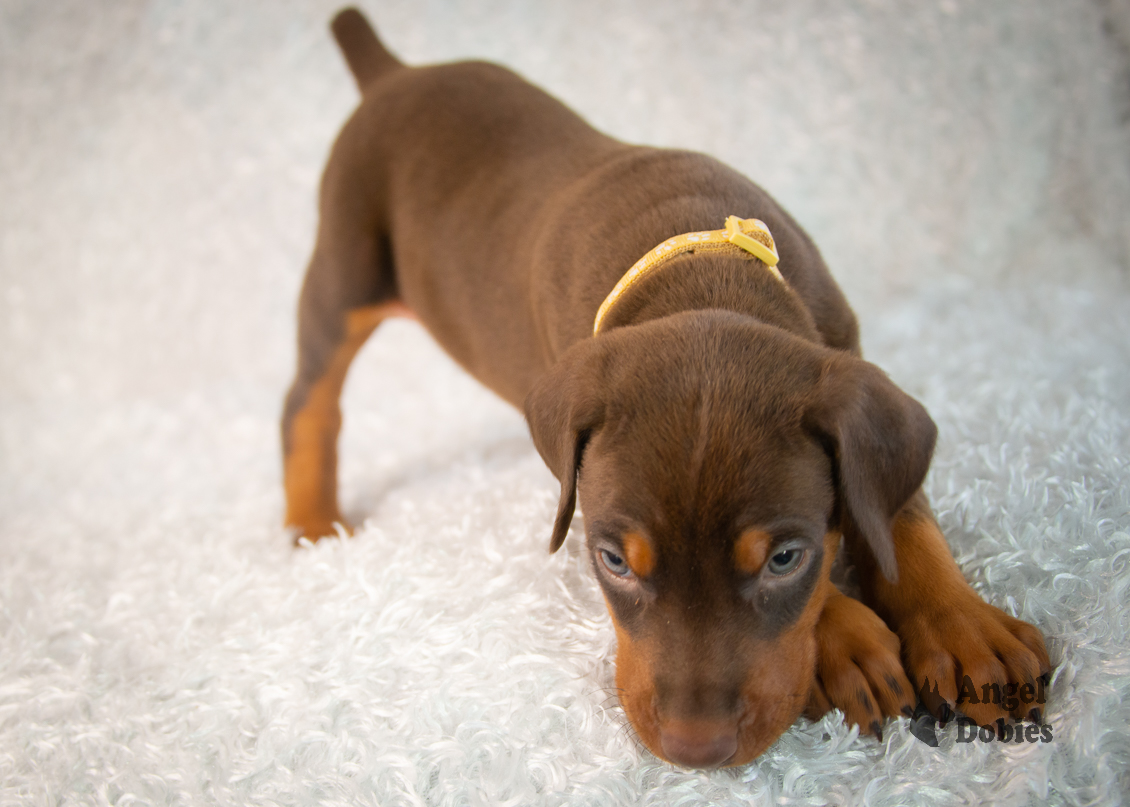 doberman puppy for sale gold collar