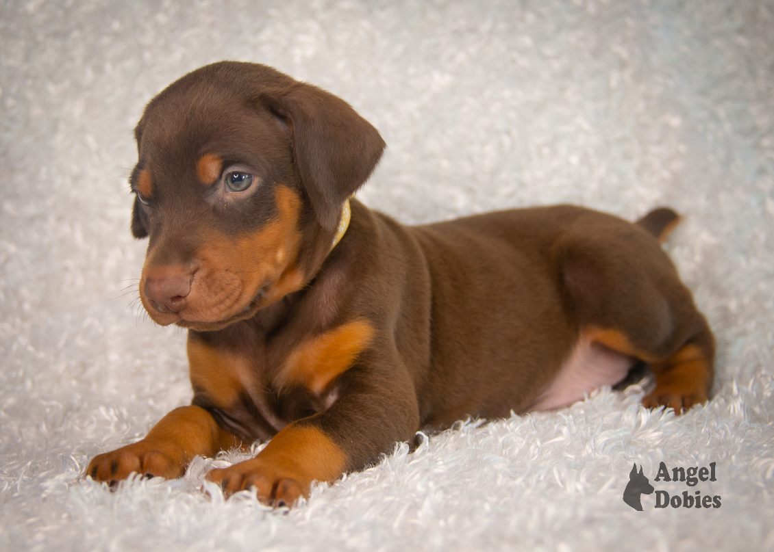 doberman puppy for sale gold collar