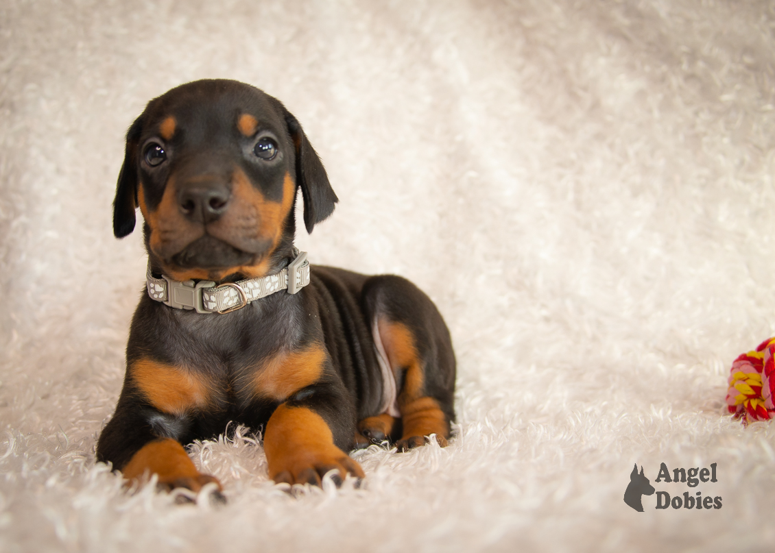 doberman puppy for sale Black-White collar