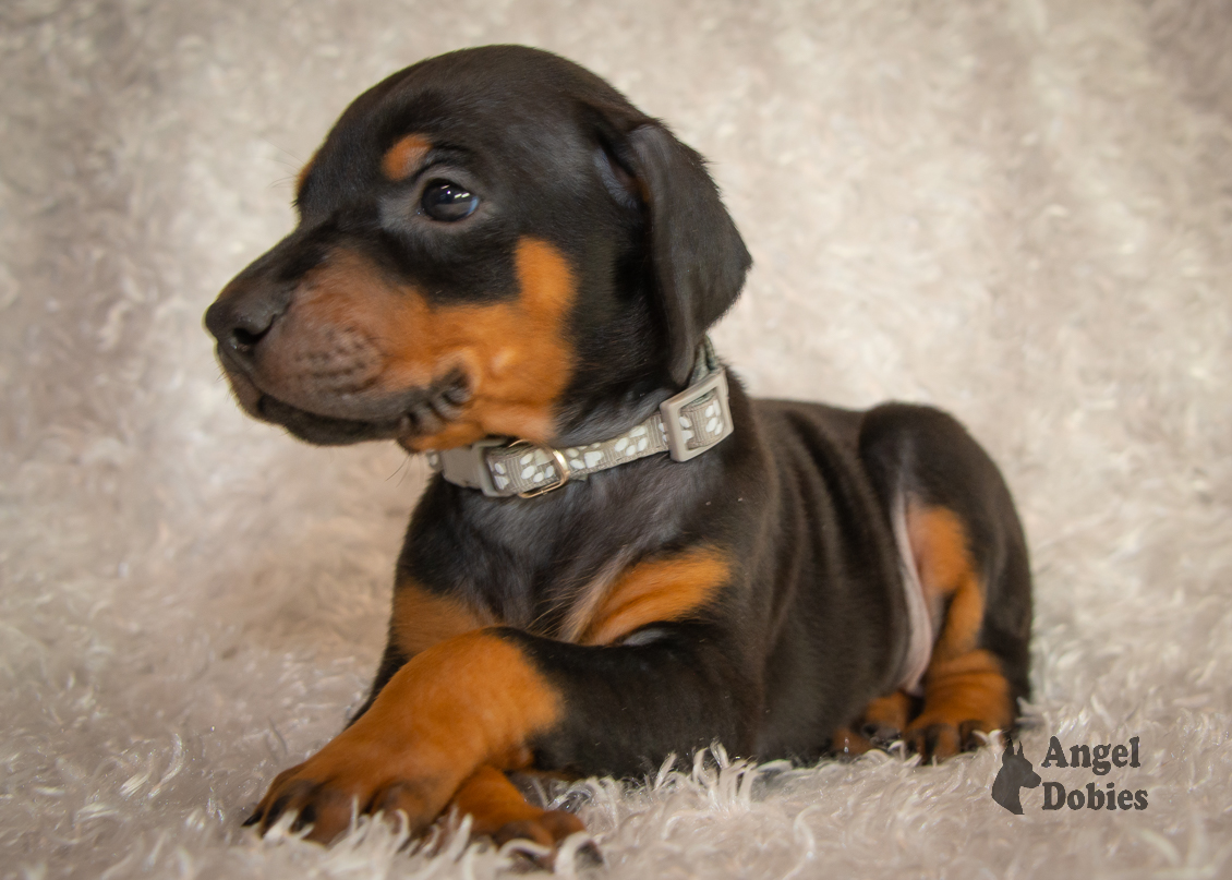 doberman puppy for sale Black-White collar