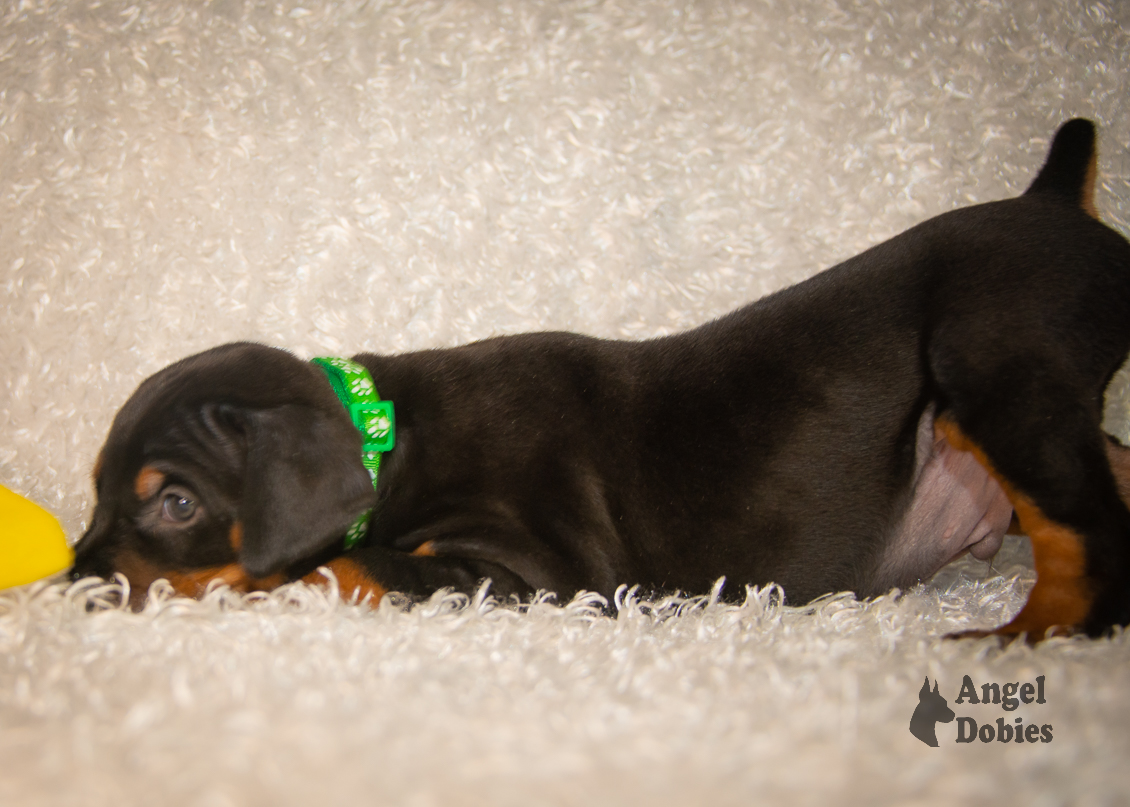 doberman puppy for sale with green collar