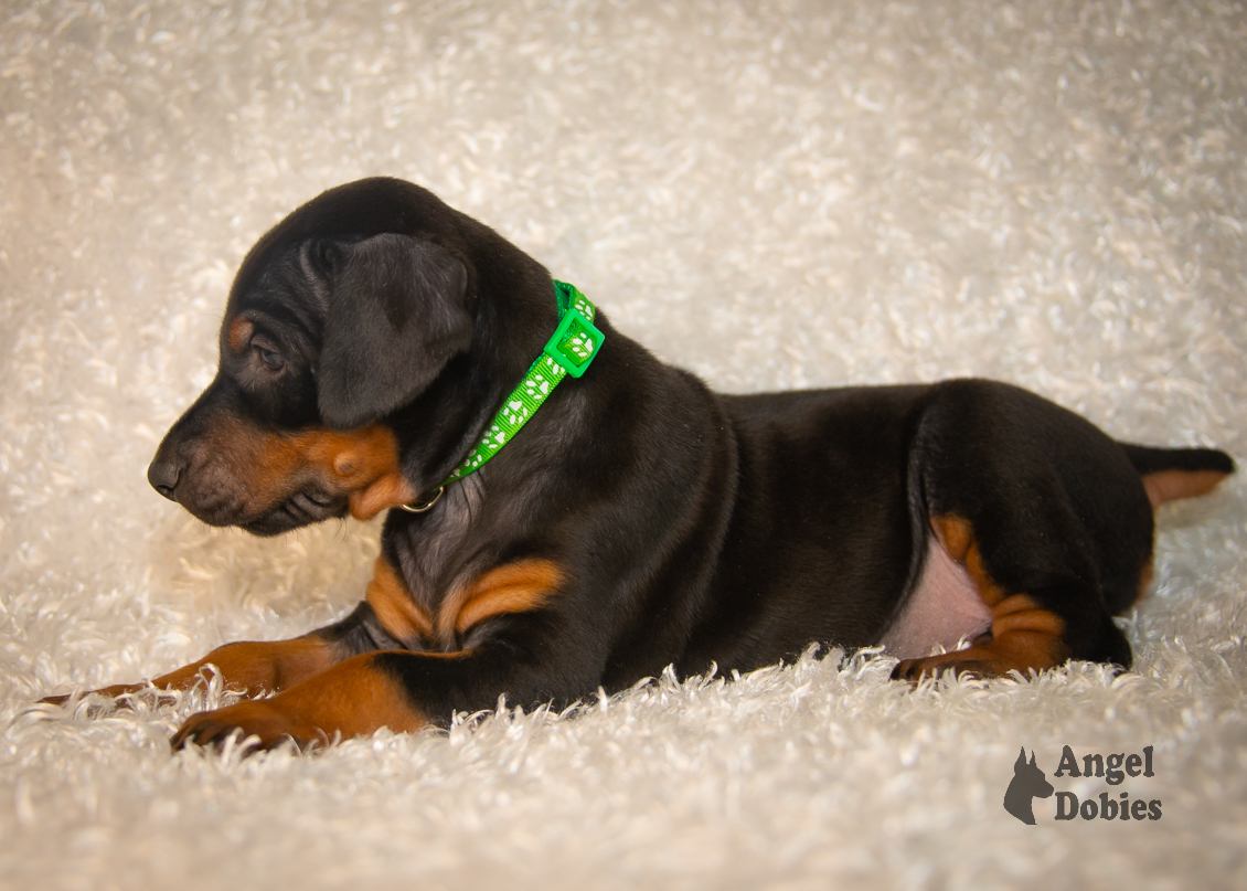 doberman puppy for sale with green collar