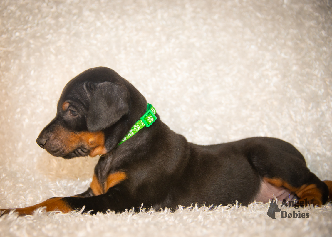 doberman puppy for sale with green collar