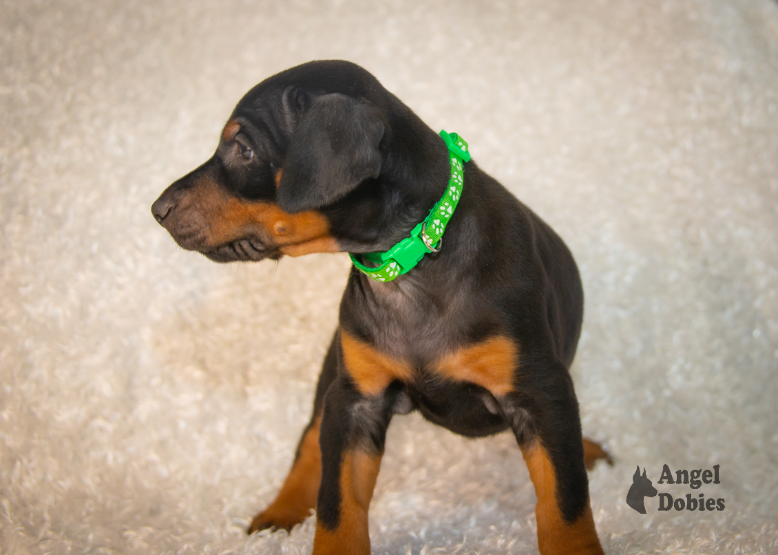 doberman puppy for sale with green collar