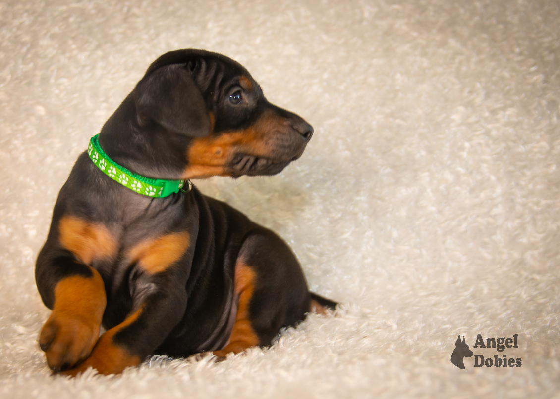 doberman puppy for sale with green collar