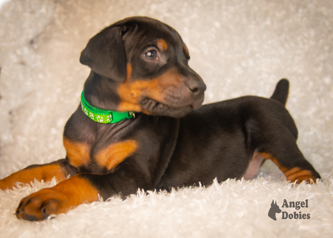 doberman puppy for sale with green collar