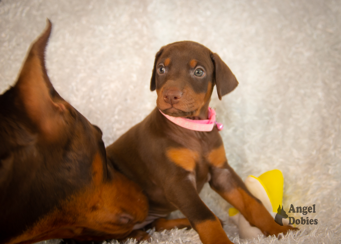 doberman puppy for sale with pink-pink collar