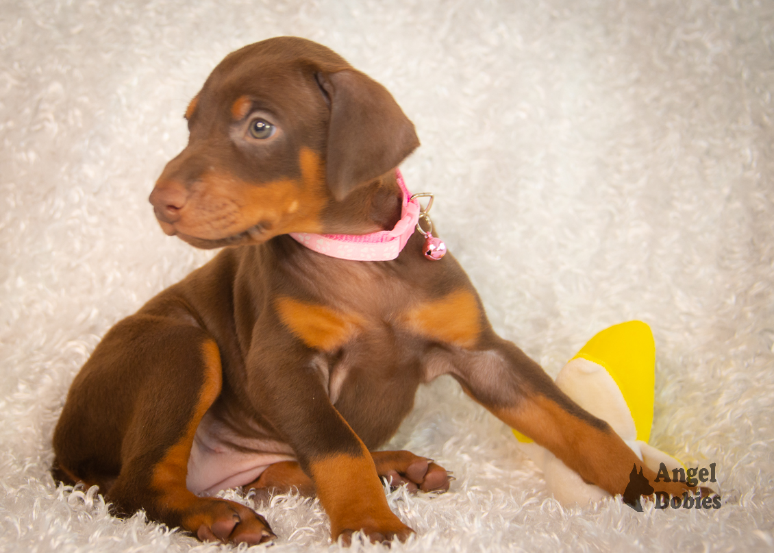 doberman puppy for sale with pink-pink collar