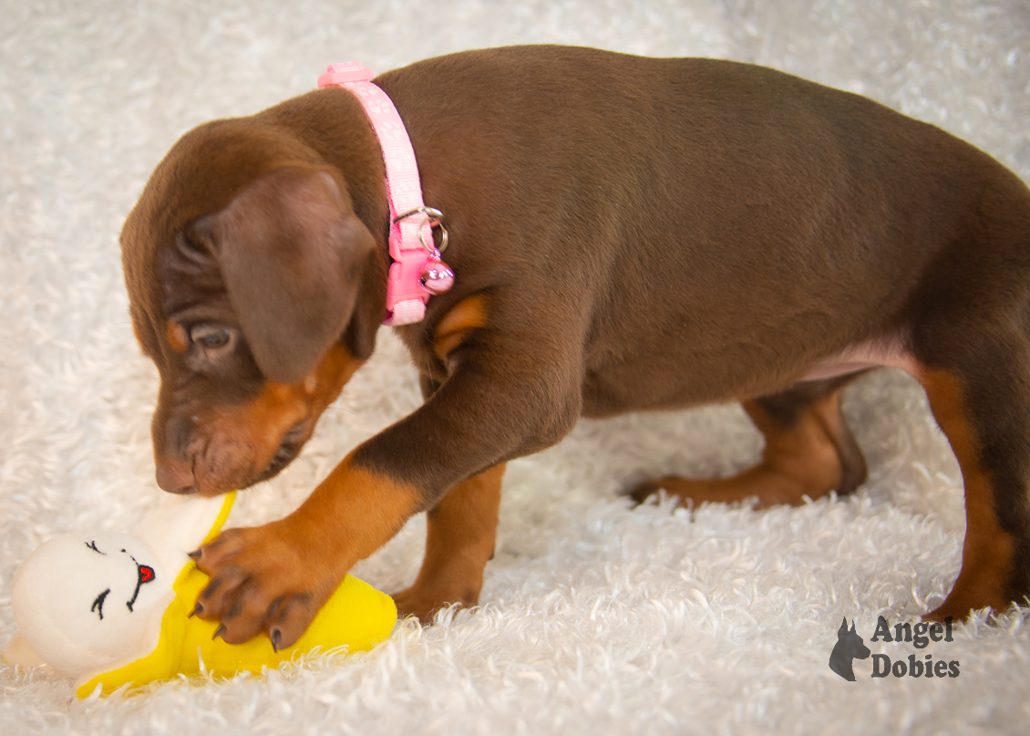 doberman puppy for sale with pink-pink collar