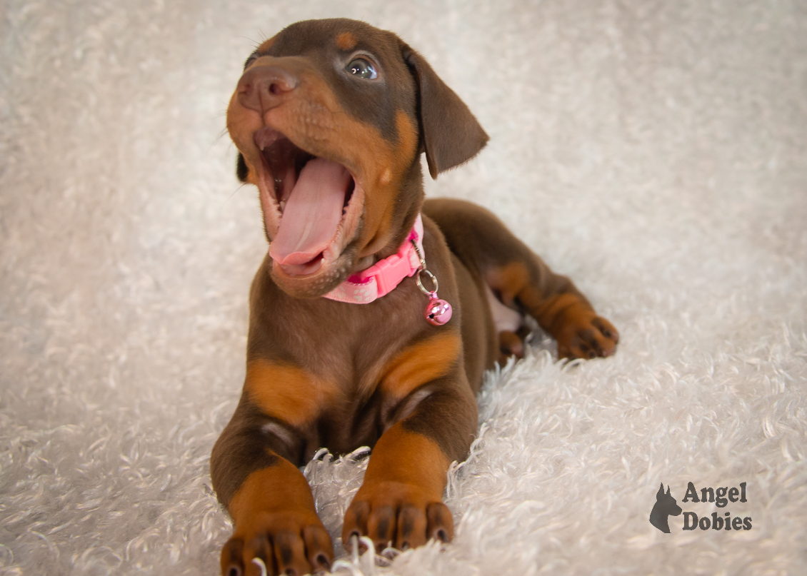 doberman puppy for sale with pink-pink collar