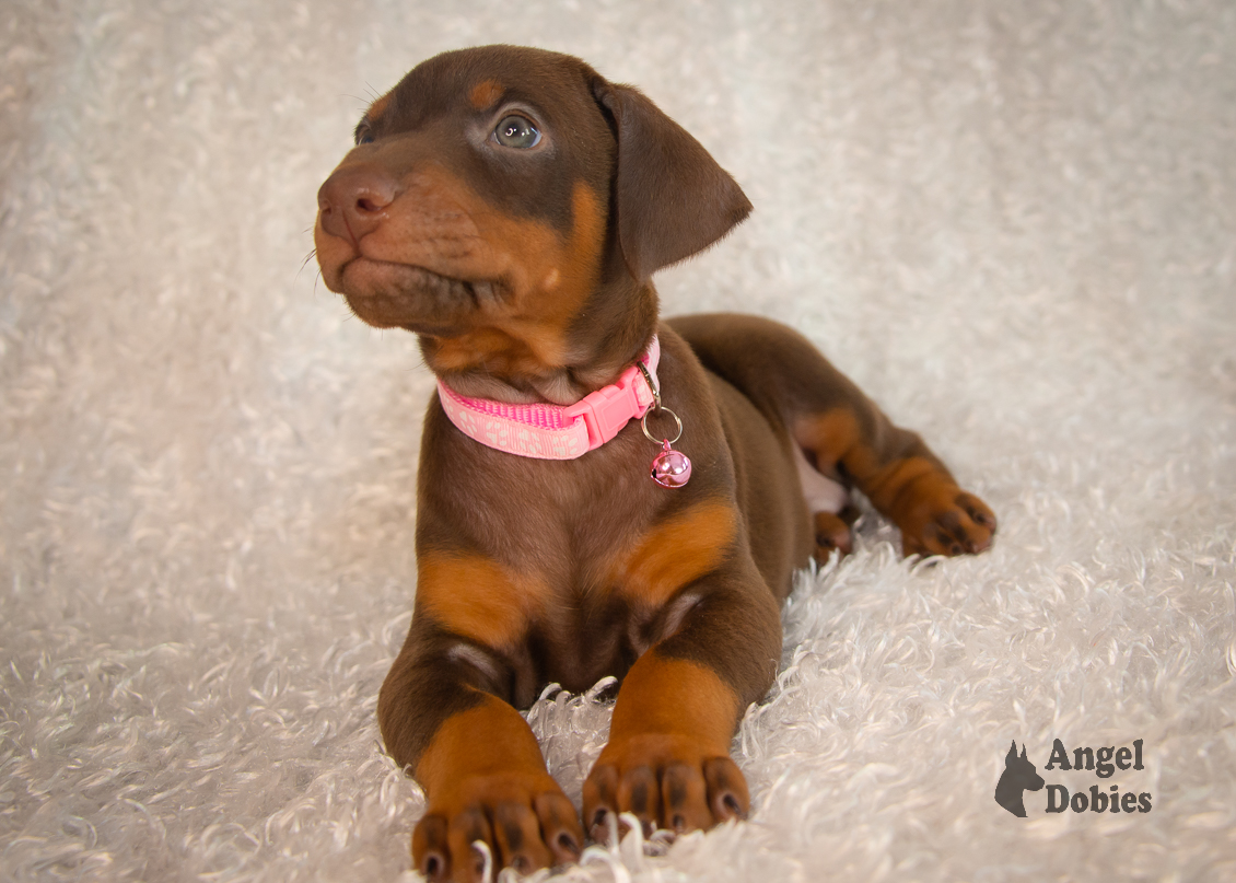 doberman puppy for sale with pink-pink collar