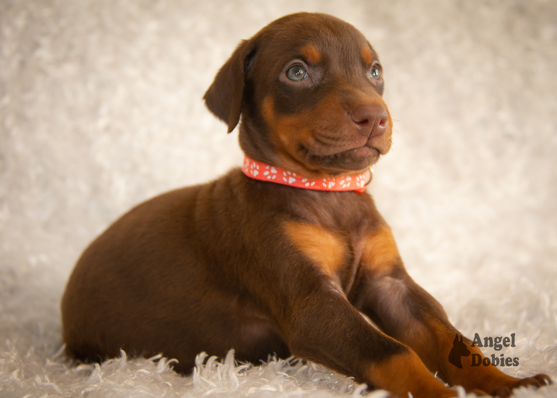 doberman puppy for sale with maroon-orange collar