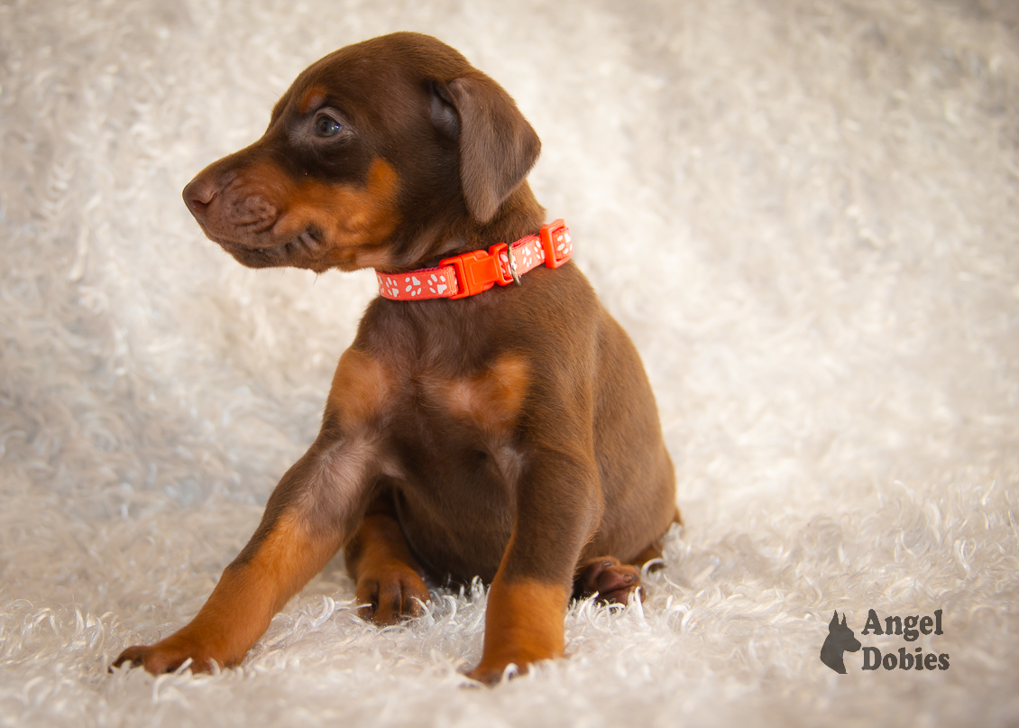 doberman puppy for sale with maroon-orange collar