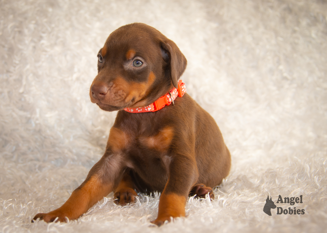 doberman puppy for sale with maroon-orange collar