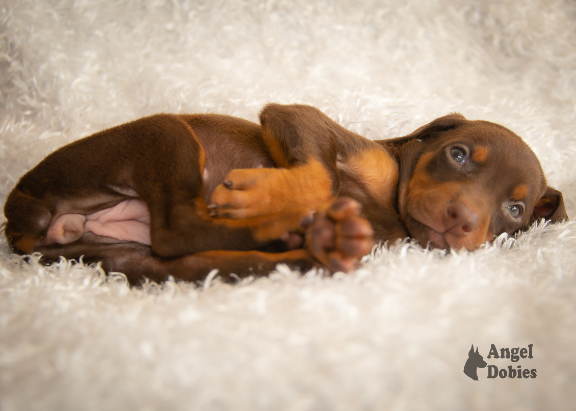 doberman puppy for sale with maroon-orange collar