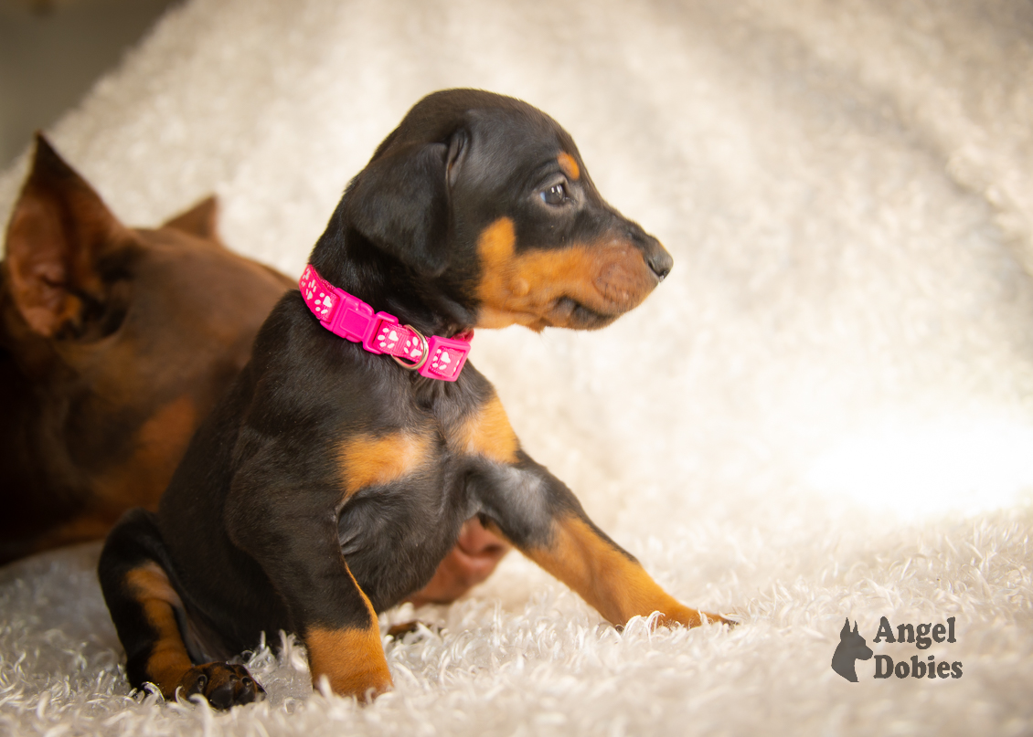 doberman puppy for sale with pink-white collar