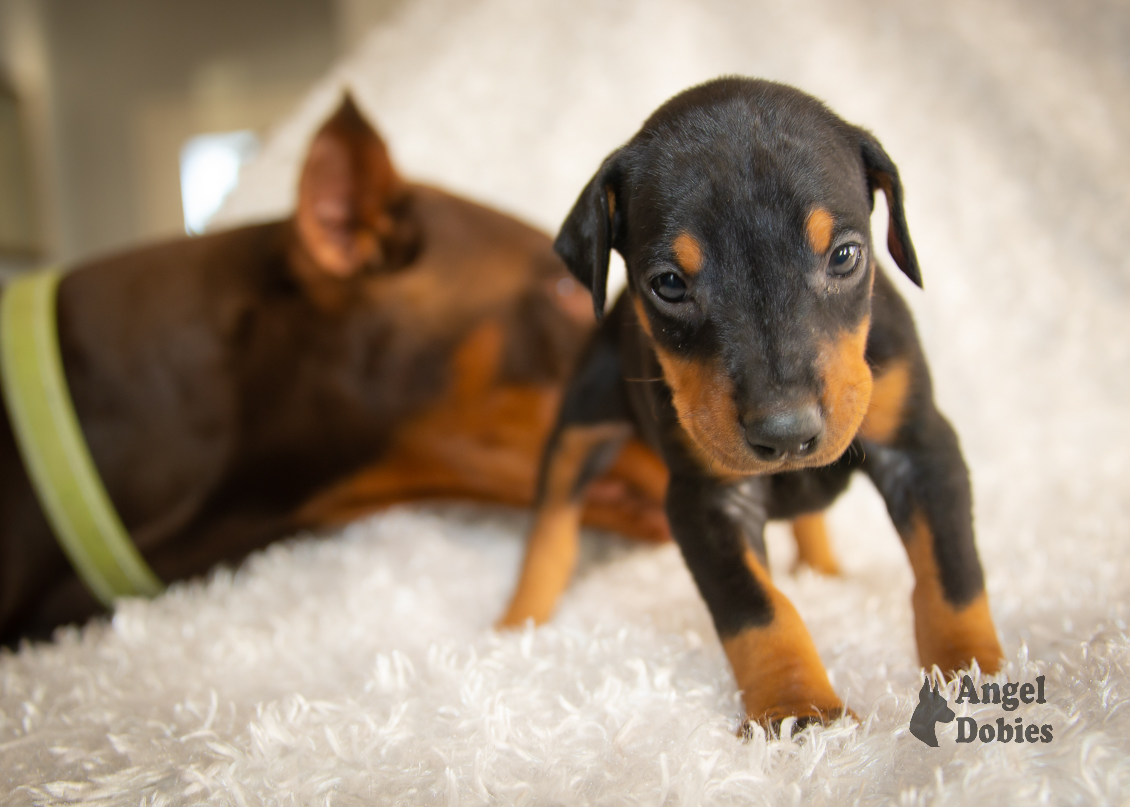 doberman puppy for sale with pink-white collar