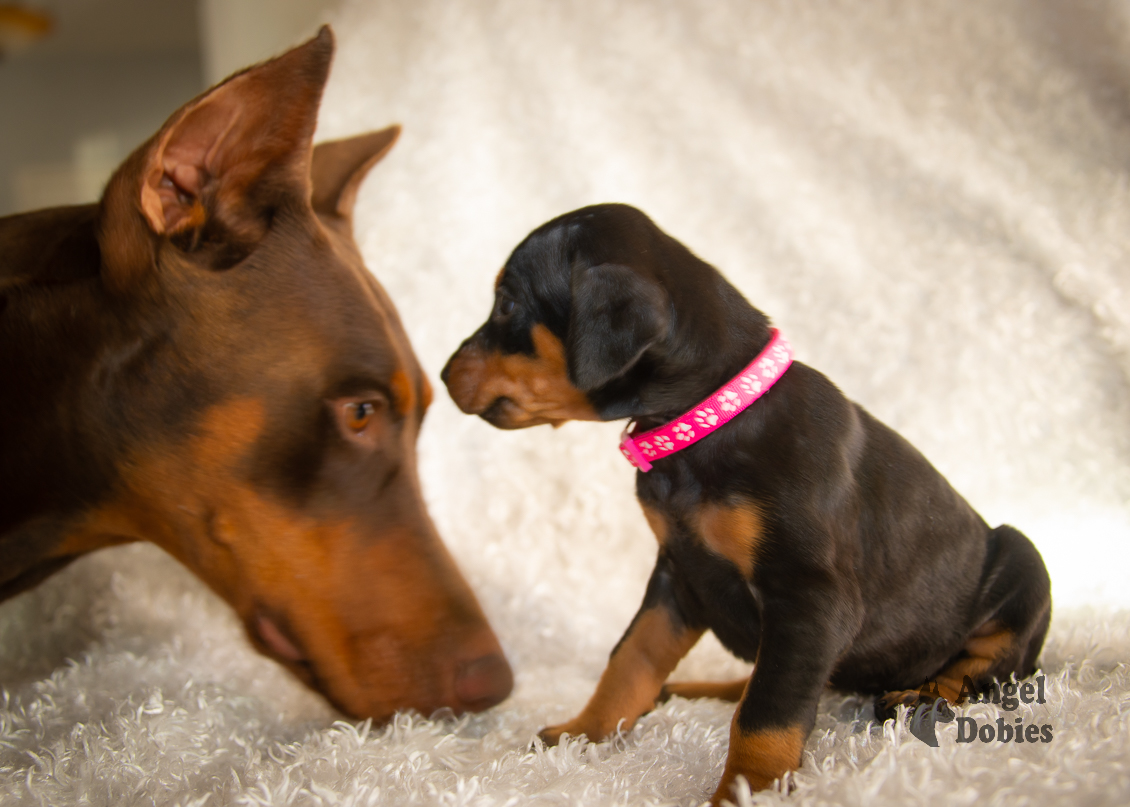 doberman puppy for sale with pink-white collar