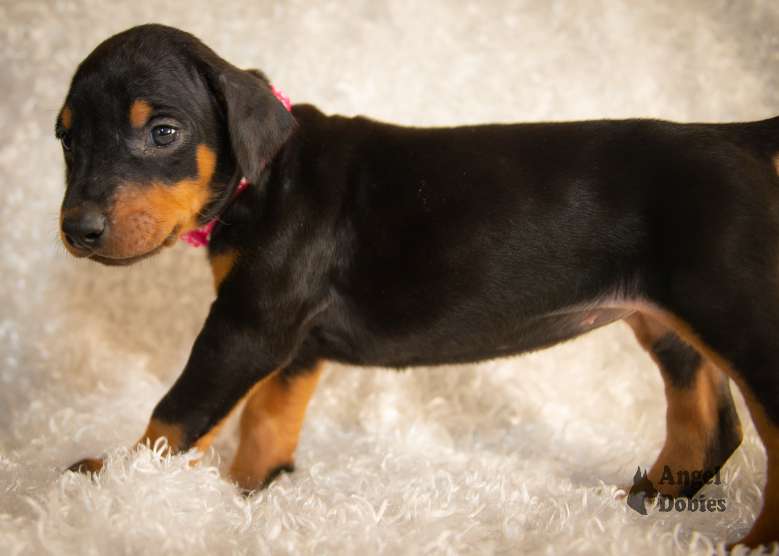 doberman puppy for sale with pink-white collar