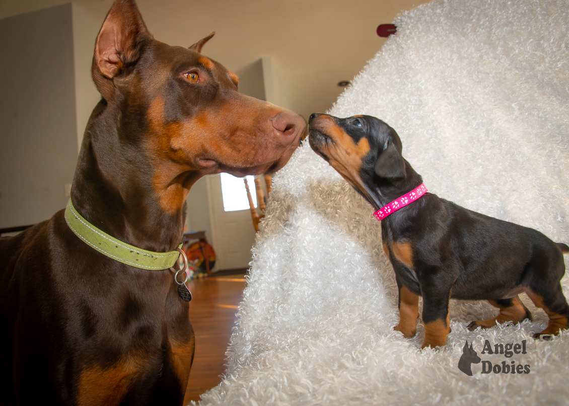 doberman puppy for sale with pink-white collar