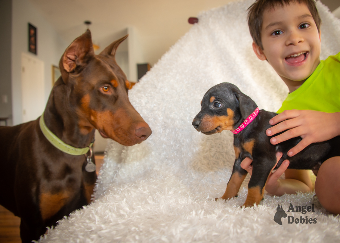 doberman puppy for sale with pink-white collar