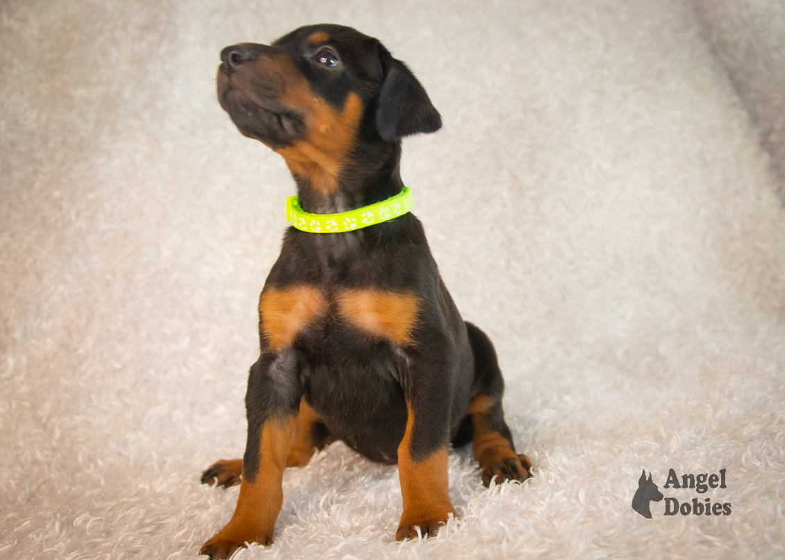 doberman puppy for sale with maroon collar